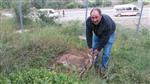 Doğum Yapamayan Yaban Keçisi Yavrusuyla Birlikte Telef Oldu