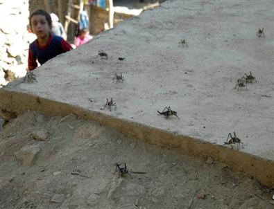 Çekirgeler Mahalleyi İstila Etti