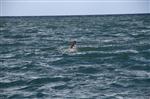 YAT LİMANI - Sahil Güvenlik’ten Nefes Kesen Boğulma Tatbikatı