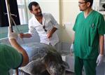 CARETTA CARETTA - Yaralı Kaplumbağalar Hatay'da Tedavi Ediliyor