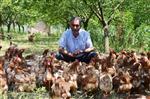 KÖY YUMURTASI - Meyve Bahçesinde Köy Yumurtası Üretiyor