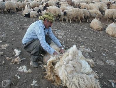 Van’da Koyun Kıprma Sezonu Açıldı