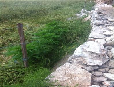 Yunak’ta 42 Kök Hint Keneviri Ele Geçirildi.