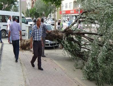Karaman’da Şiddetli Rüzgar Ağaçları Devirdi