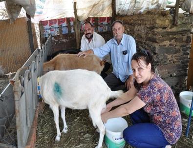 Ödemiş Ovakent’te Alternatif Ürün 'Keçi ve Keçi Sütü''Üreticiliği