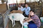 BÜYÜKBAŞ HAYVANLAR - Ödemiş Ovakent’te Alternatif Ürün 'Keçi ve Keçi Sütü''Üreticiliği