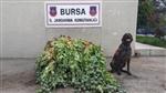 NARKOTİK KÖPEK - Bursa'da Jandarmadan Uyuşturucu Operasyonu