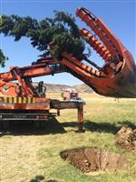 BATMAN BELEDIYESI - Sökülen Ağaçlar Gölet Etrafına Dikiliyor