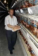 Yumurta İhracatına İşid Engeli