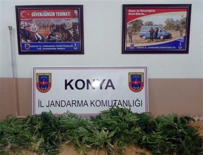 Yalıhüyük Jandarmasından Hint Keneviri Operasyonu