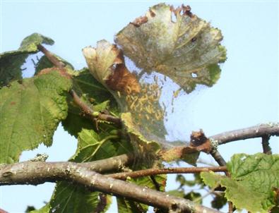 Fındık Üreticilerine 'Amerikan Beyaz Kelebeği' Uyarısı