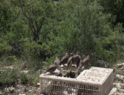 Karaman’da Doğaya 2 Bin Adet Kınalı Keklik Bırakıldı
