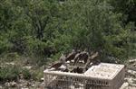 Karaman’da Doğaya 2 Bin Adet Kınalı Keklik Bırakıldı Haberi
