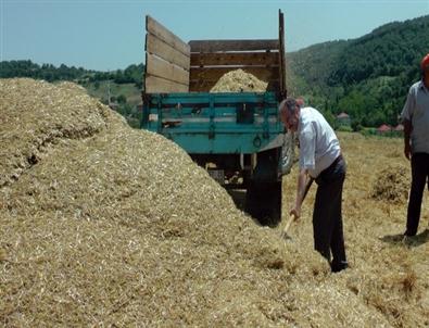 Çaycuma’da Buğday Hasadı Yapıldı