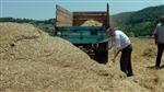 NECMİ ÇELİK - Çaycuma’da Buğday Hasadı Yapıldı