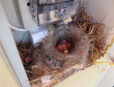 Elektrik Sayacı Panosunda İlginç Kırlangıç Yuvası