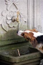 Sokak Hayvanları İçin Su Çağrısı