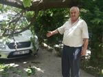Ağacın Gövdesi Park Halindeki Araçların Üzerine Düştü