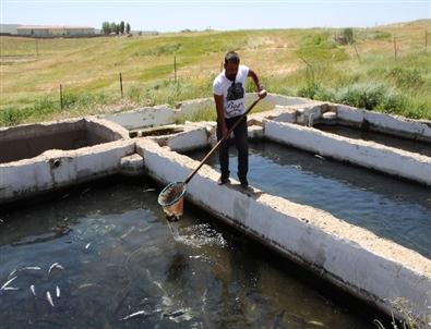 Balık Dolu Havuzun Suyu Kesildi, Onlarca Balık Telef Oldu