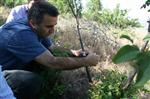 İNLICE - Kaymakam Güven, Menengiç Ağacına Antepfıstığı Aşısı Yaptı