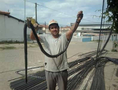 Aydın’da Yılanlar Korku Salmaya Başladı