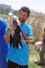 BÜYÜKÇEKMECE GÖLÜ - Büyükçekmece’de Tedavileri Tamamlanan Kuşlar Doğaya Bırakıldı