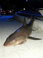 HALıDERE - İki Metre Boyundaki Köpek Balığı Sahile Vurdu