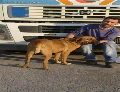 Samsunlu Tır Sürücüsü İran'da Hayatını Kaybetti