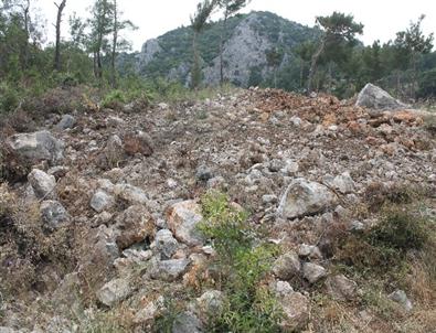Antalya'da Çam Ağacı Katliamı