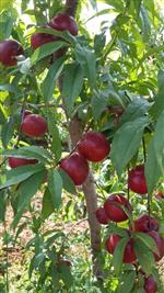 ŞEKER ORANI - Geleceğin Meyveleri