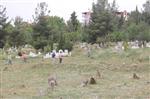 Korkuteli’de Mezarlıklar Bakıma Alındı