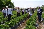 MURAT TÜRKMEN - Niğde’de 'Çilek Bahçe Günü” Düzenlendi