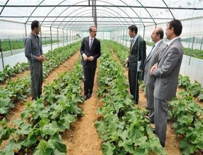 Uşak’ta Jeotermal Sera İşletmeciliğine İlgi Artıyor