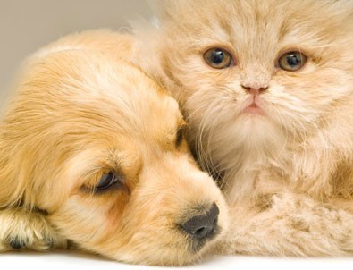 Pet-shop’larda kedi köpek satışı yasak
