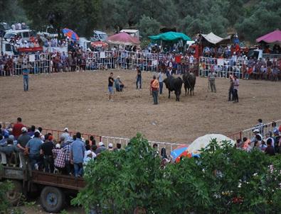 Egeli Boğalar Musluca Mahallesi’nin Daha İyi Su İçmesi İçin Güreşti