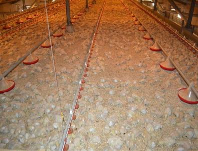 Zonguldak’ta Tavuk Çiftliğinde Yangın Açıklaması