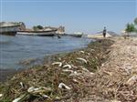 BALIK BEREKETİ - Bafa Gölü’nde Toplu Balık Ölümleri