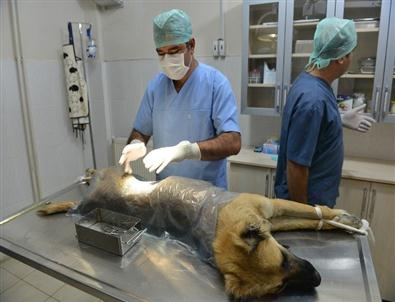 Hayvan Dostu Çiğli Belediyesi