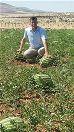 Kilis Karpuzu Çıktı, Fiyatlar Ucuzladı