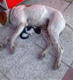 AV KÖPEĞİ - Yavru Kediye Köpek Babalık Yapıyor