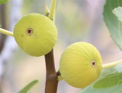 İncir Üreticisi Yeni Sezondan Ümitli
