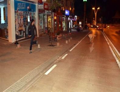 Seydişehir De Başıboş Köpekler Tehlike Saçıyor