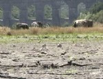 ALIBEYKÖY - Alibeyköy Barajı, hayvanların otlak alanına dönüştü