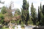 BAZ İSTASYONLARI - Eski Başkan Çavdaroğlu, Mezarlıktaki Ağaçların 5 Yıla Kadar Kuruyup Yok Olacağını İddia Etti