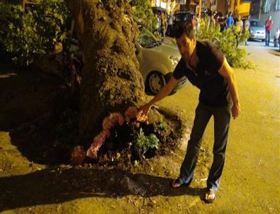 Manisa’da Asırlık Çınar Ağacı Otomobilin Üstüne Devrildi