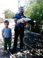 Yuvasından Düşen Yavru Leylek Korumaya Alındı