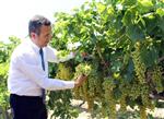 BAĞ BOZUMU - Denizli’de Üzüm Hasadı Başladı