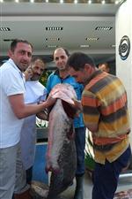 KUTLAY - 2.5 Metrelik Yayın Balığı Vatandaşın İlgisini Çekti
