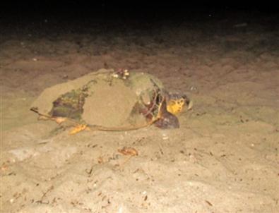 Caretta Carettaların Kuşadası Aşkı