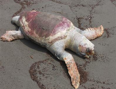 Dörtyol’da Sahilinde Ölü Deniz Kaplumbağası Bulundu
